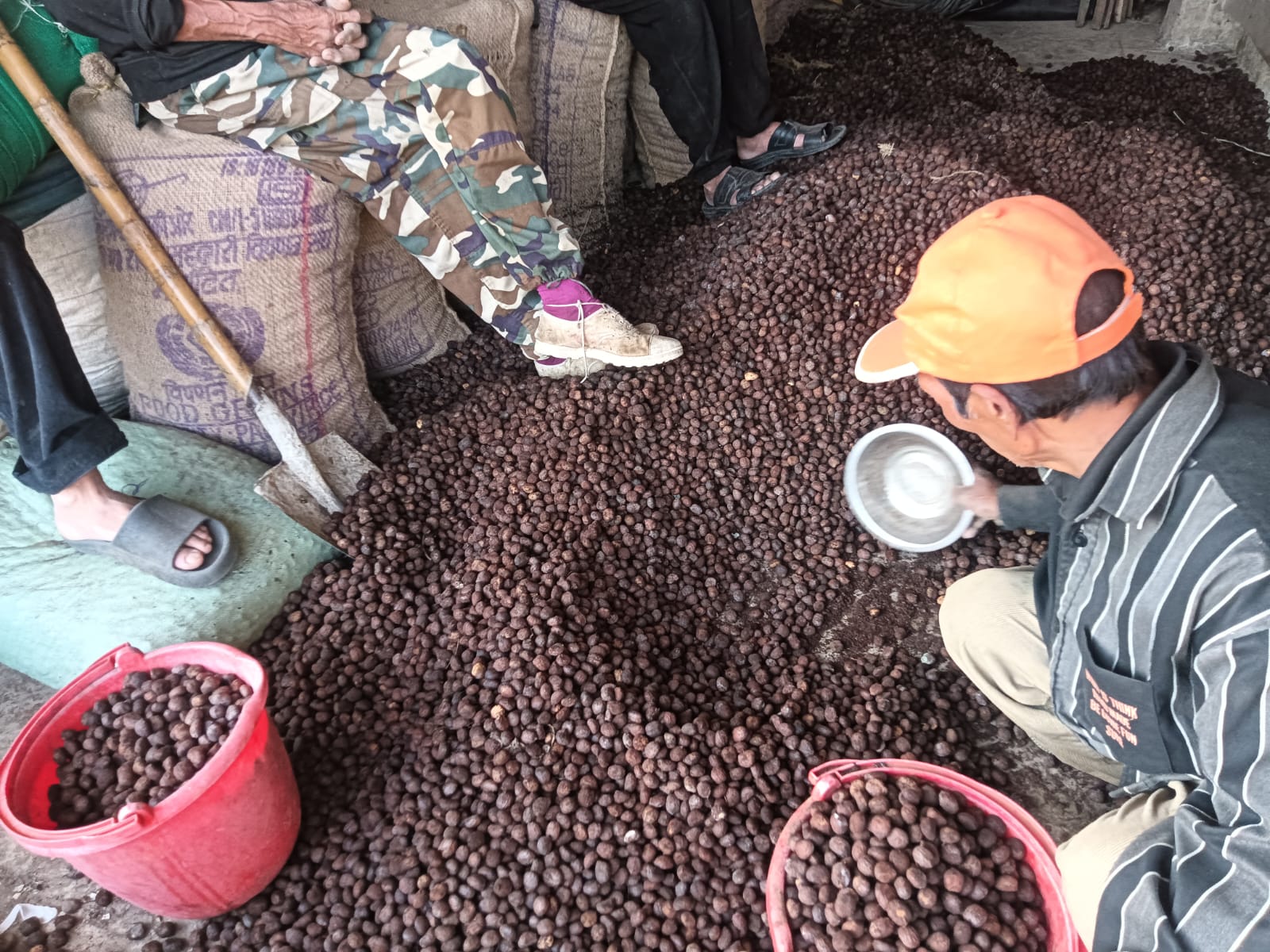5. Tung seeds being segregated at Saitual District Tung Growers Association PC Robert Lalnuntluanga.jpeg