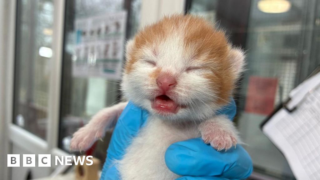 6cc61b70 13ef 11f1 82ca eb805bf206d6.jpg