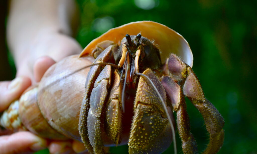 7 Hermit Crab Little Andaman Vandana K scaled e1773118507251.jpg