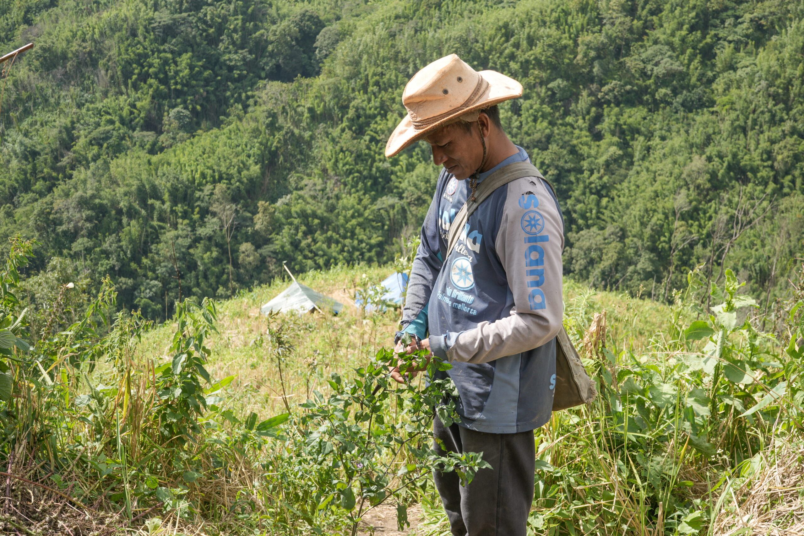 A farmer works in his jhum field in Mamte village in Lunglei district scaled.jpg