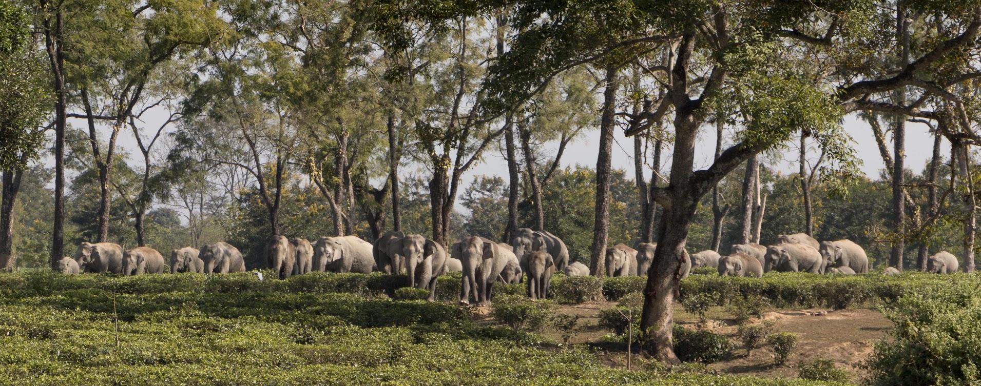 A herd of wild elephants in a Tea Garden.jpg