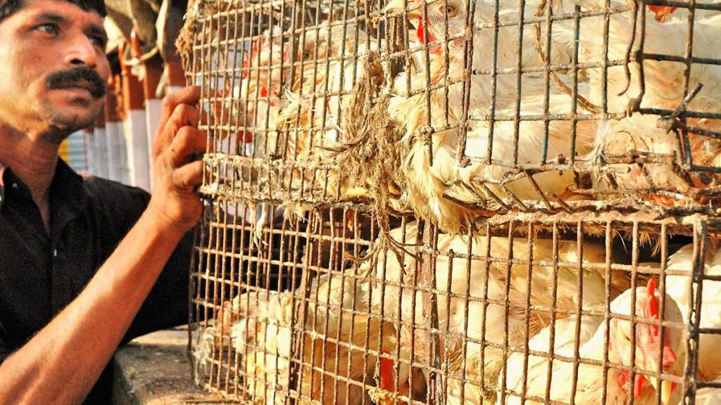Chhattisgarh: Bird flu kills 4,400 chickens in Bilaspur; surveillance intensified 4 CCI UDHindu TheHindu U377BSGQ7 R1377619352 6 97.jpg