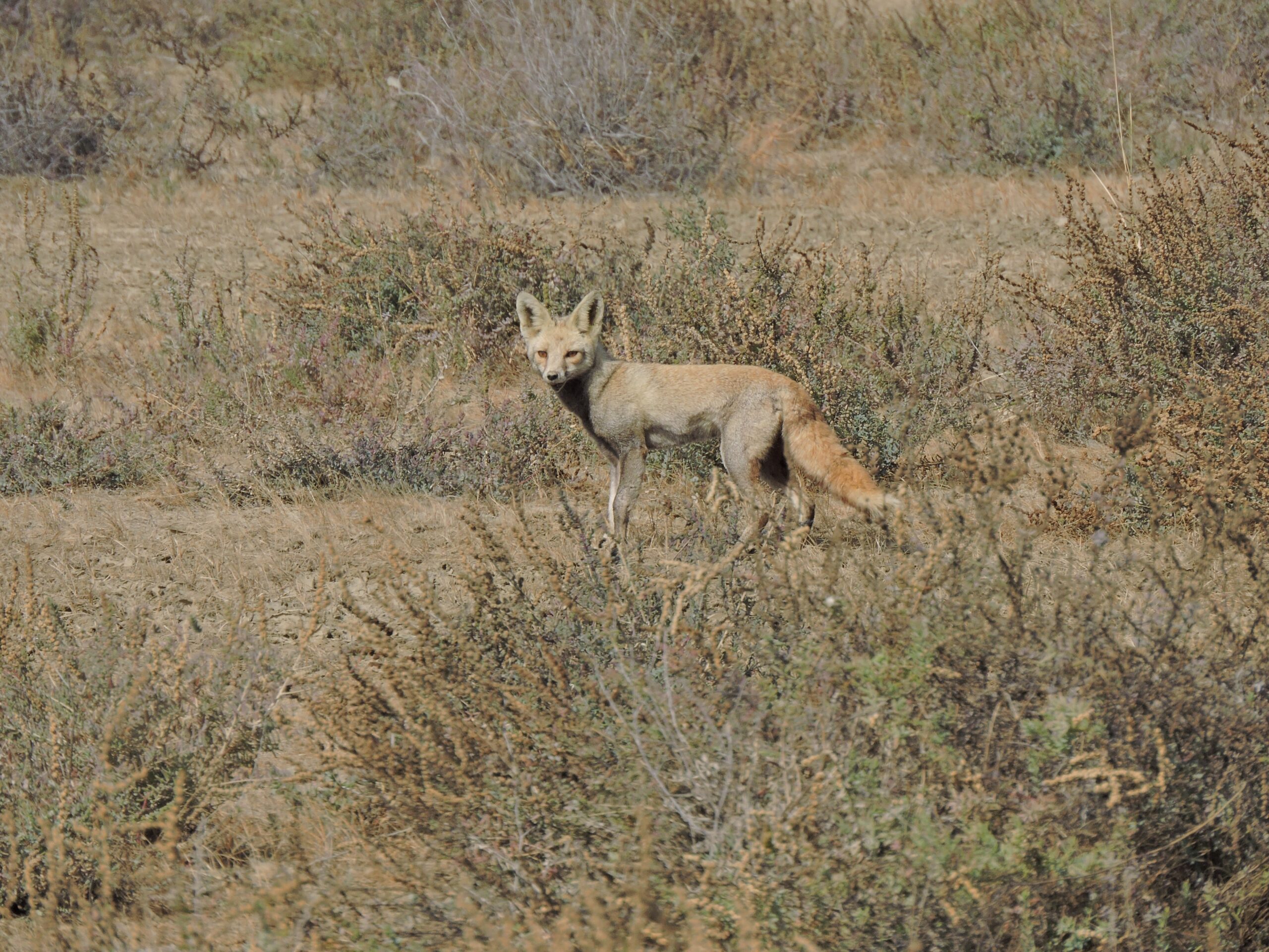 Desert foxes often used the same areas as free ranging dogs but shifted their activity to different.jpeg