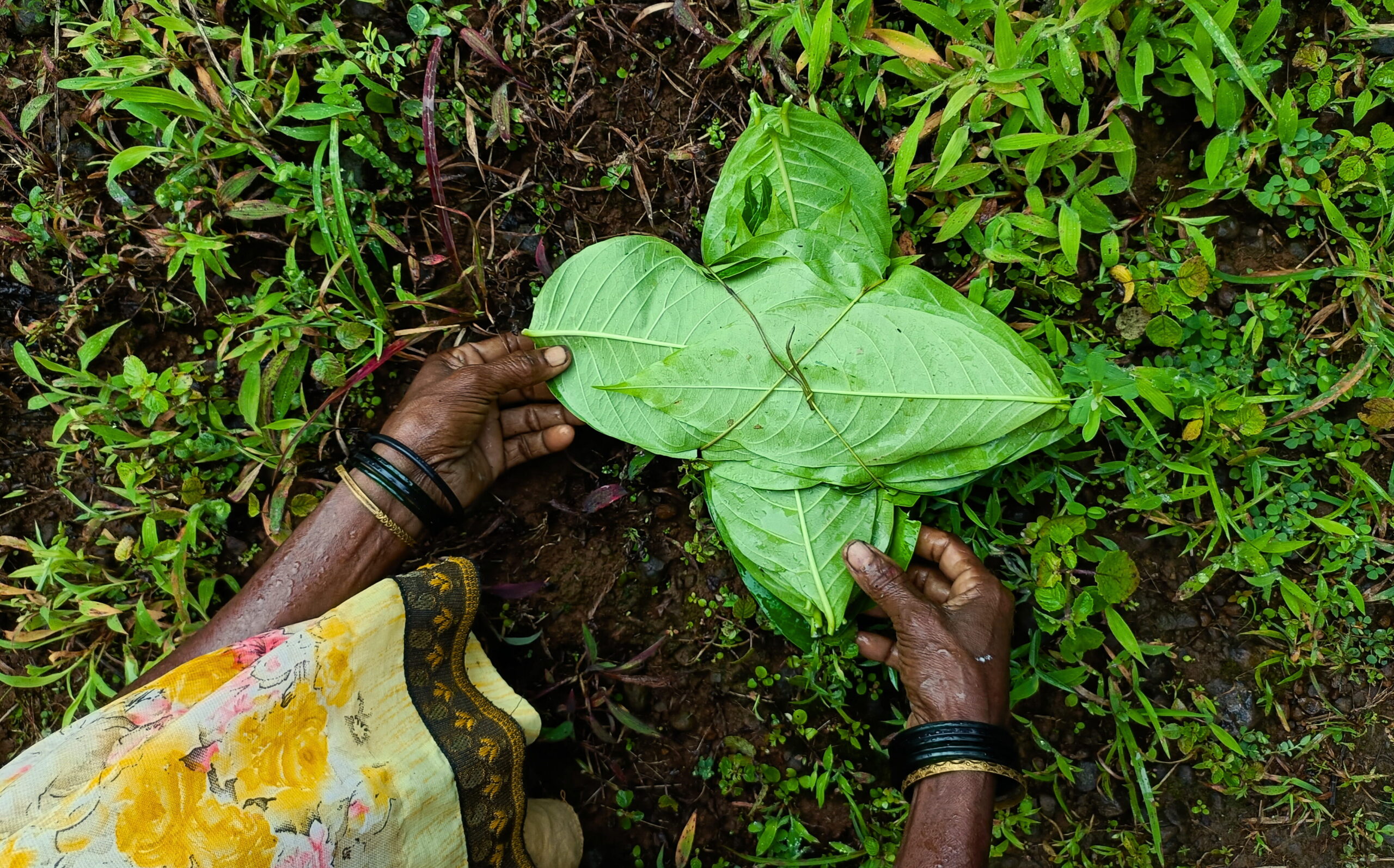 LeafBundle scaled.jpg