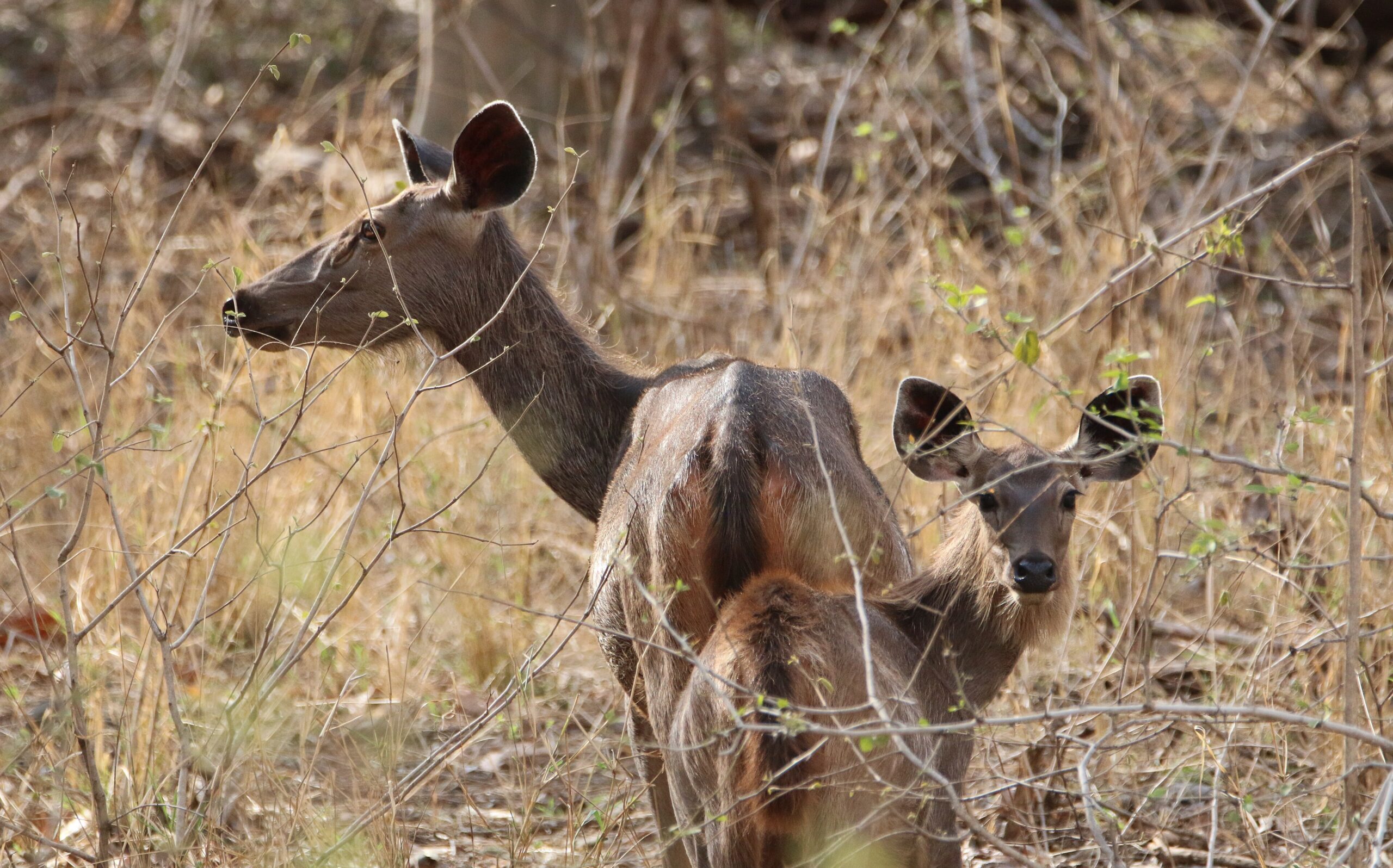 Sambar deer Bordharan Dam Wardha 2 scaled e1774594944522.jpg