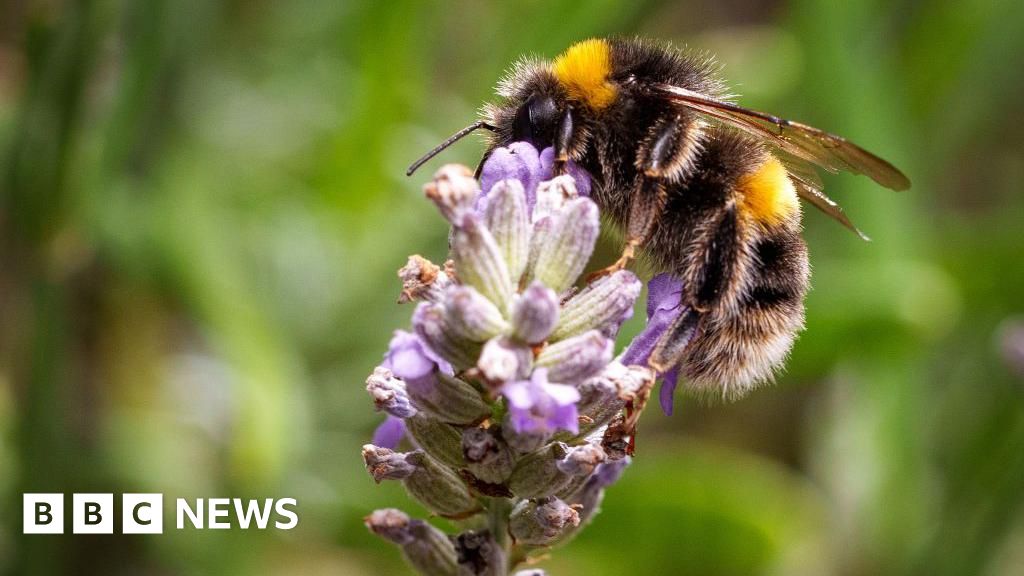 bf5dde60 29dc 11f1 9def 51999882d8d7.jpg