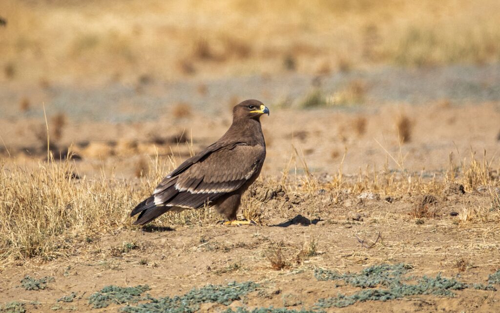 A New Sanctuary for the Endangered Steppe Eagle 1 downtoearth2F2026 03 242Flwoj1lfb2FSteppe Eagle 1.bmp