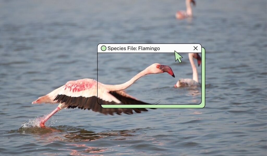A vibrant pink wetland visitor 1 flamingo species file.jpg