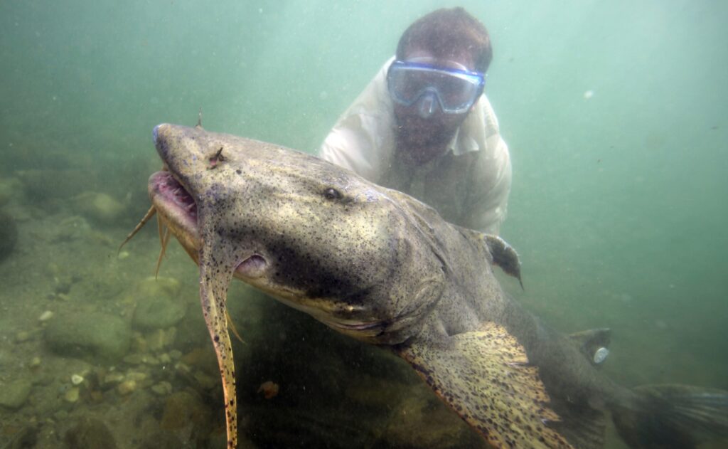 goonch underwater 1 april 21 2010 scaled e1774340324400.jpg