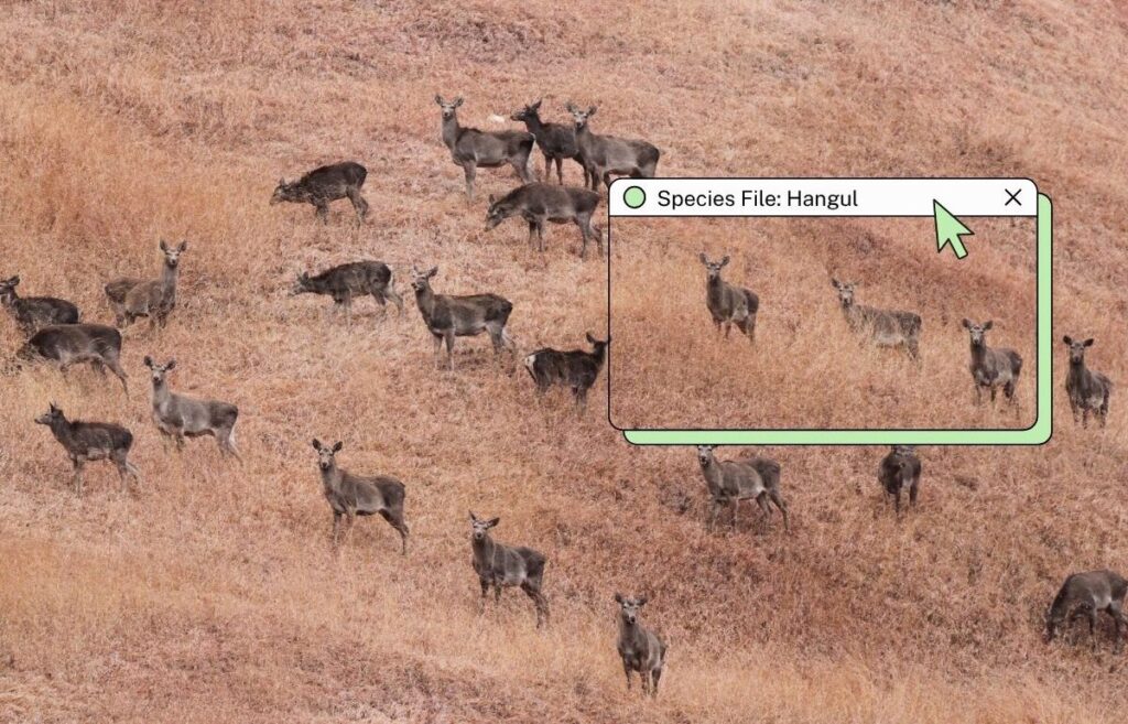 The last surviving population of a red deer rises 1 hangul e1774413731522.jpg