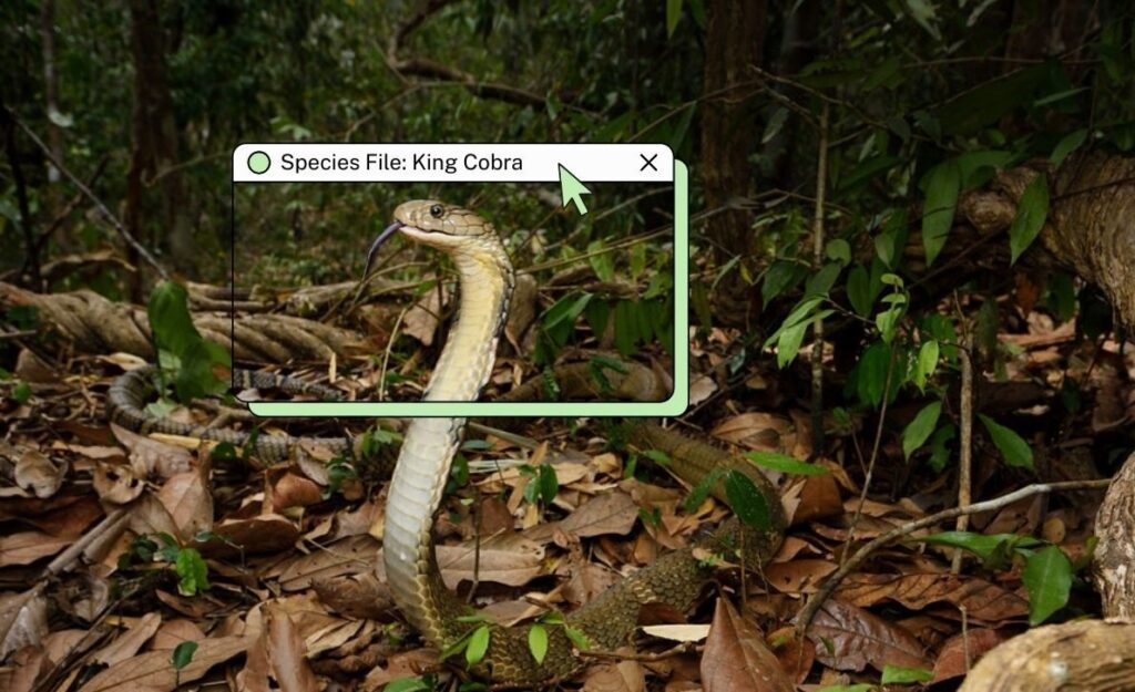 king cobra 1 e1772473665932.jpg