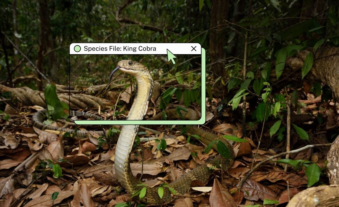 king cobra 1 e1772473665932.jpg