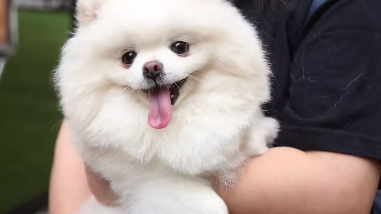 msid 129203758imgsize 32048.cms .avif