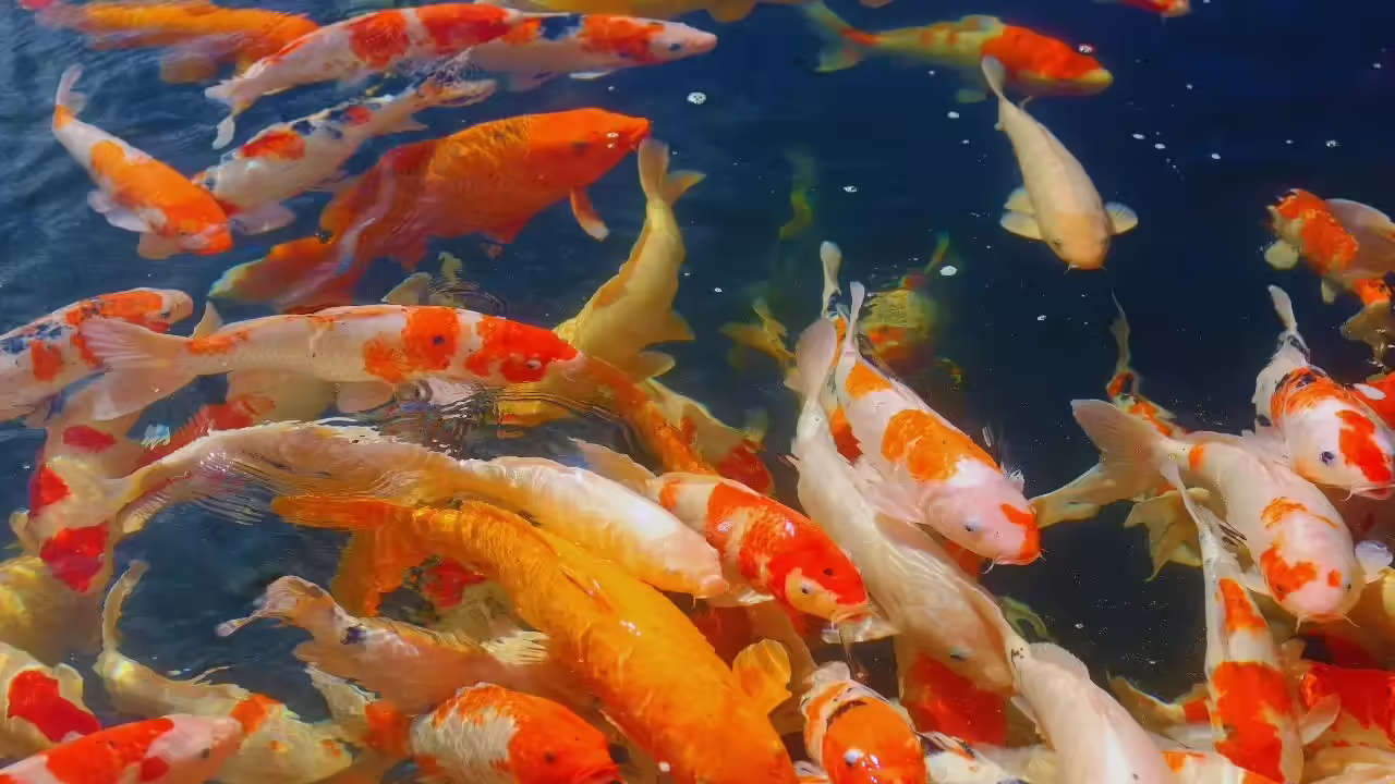 msid 129759896imgsize 97222.cms .avif