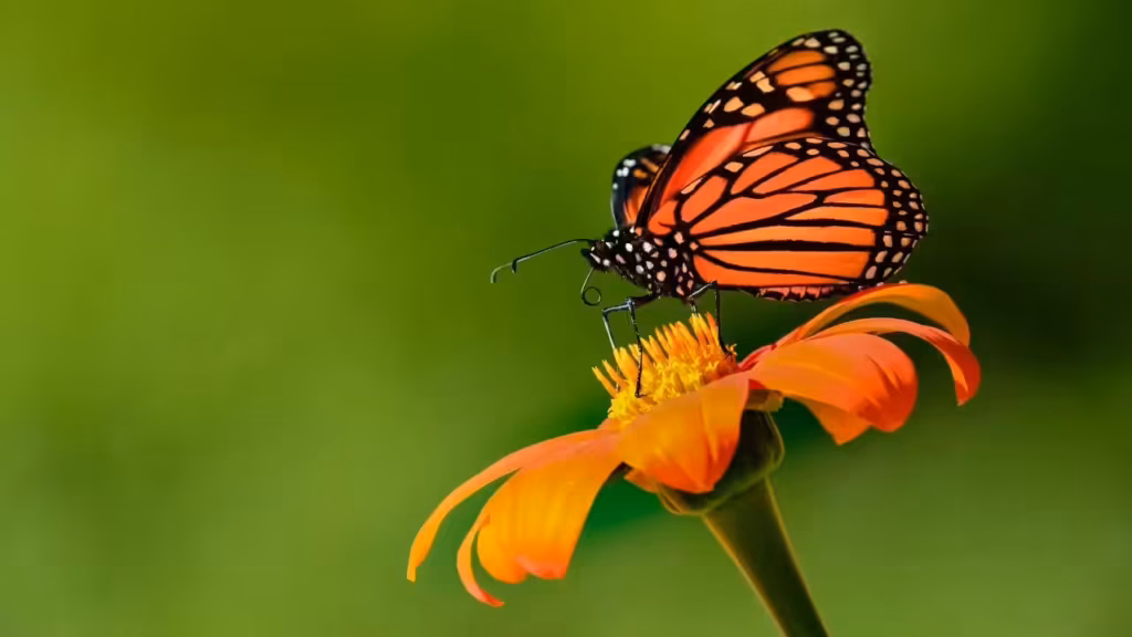 msid 129823133imgsize 37872.cms .avif