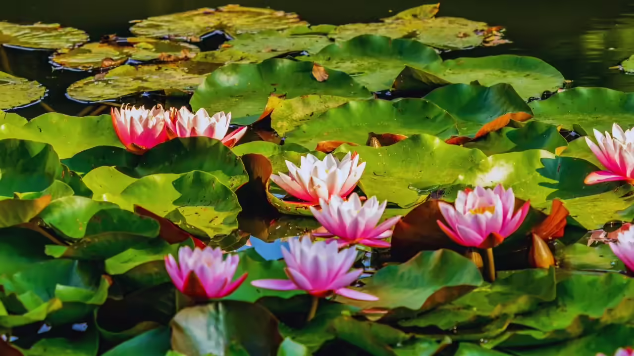 msid 129852647imgsize 97442.cms .avif