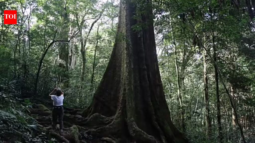 New Mahogany species found in Zanzibar: Threat looms over them as fewer than 30 trees remain | 1 1775855843 photo.jpg