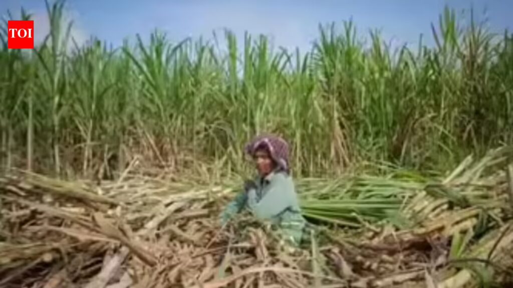 Microbial Solutions: Thai Farmers Shift Away from Burning to Combat Smog | 1 1776342295 photo.jpg