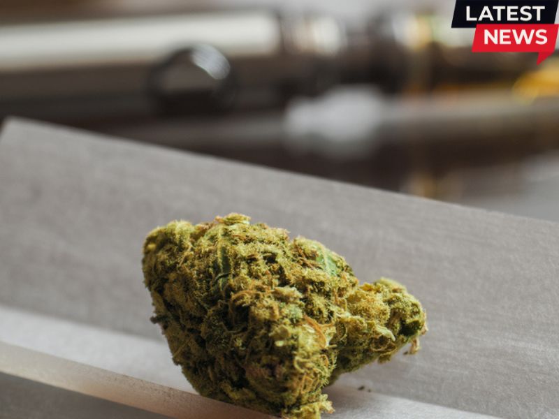 Close up shot of cannabis.jpg