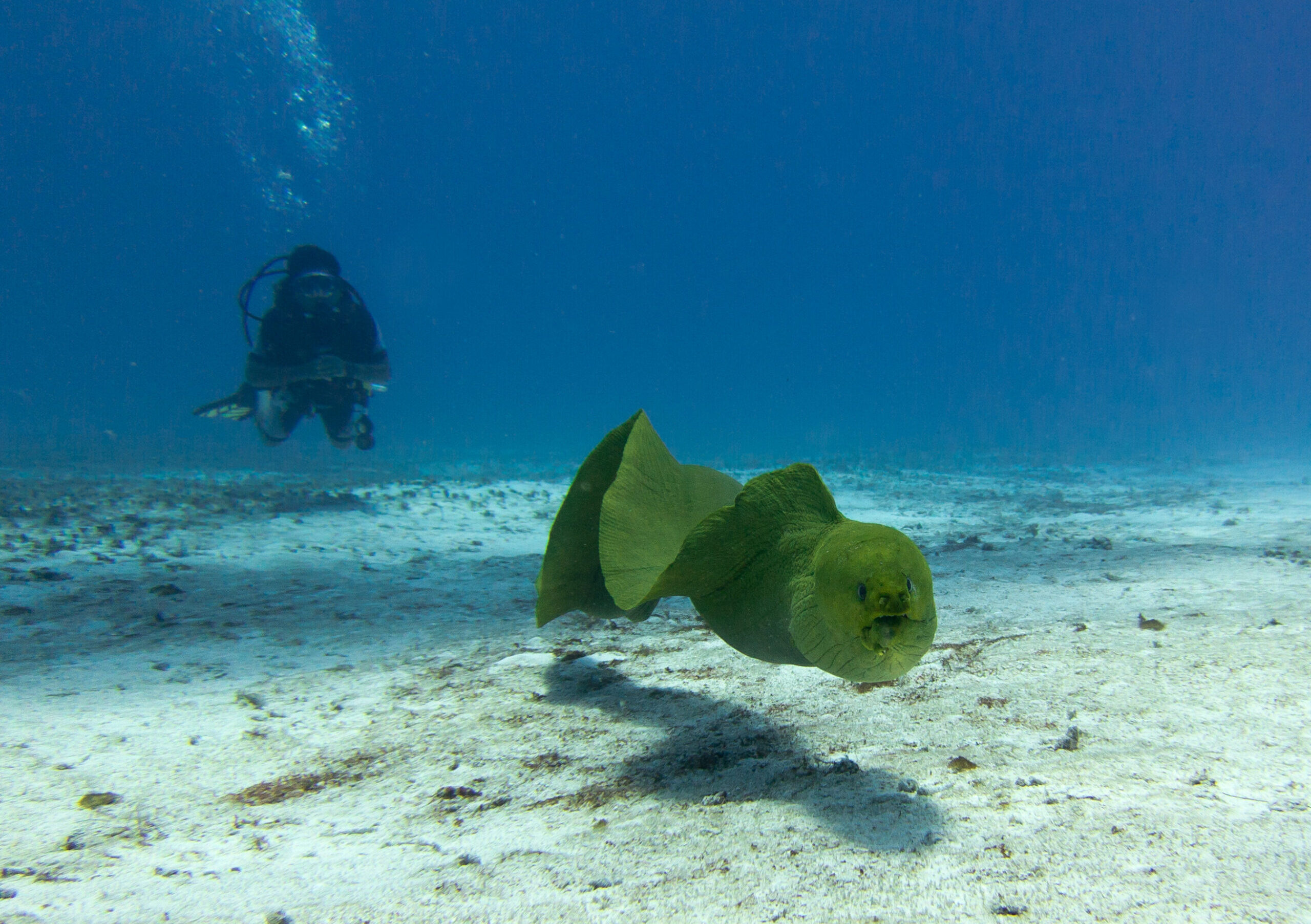 Green Moray Eel Gymnothorax funebris Cozumel scaled e1775712264999.jpg