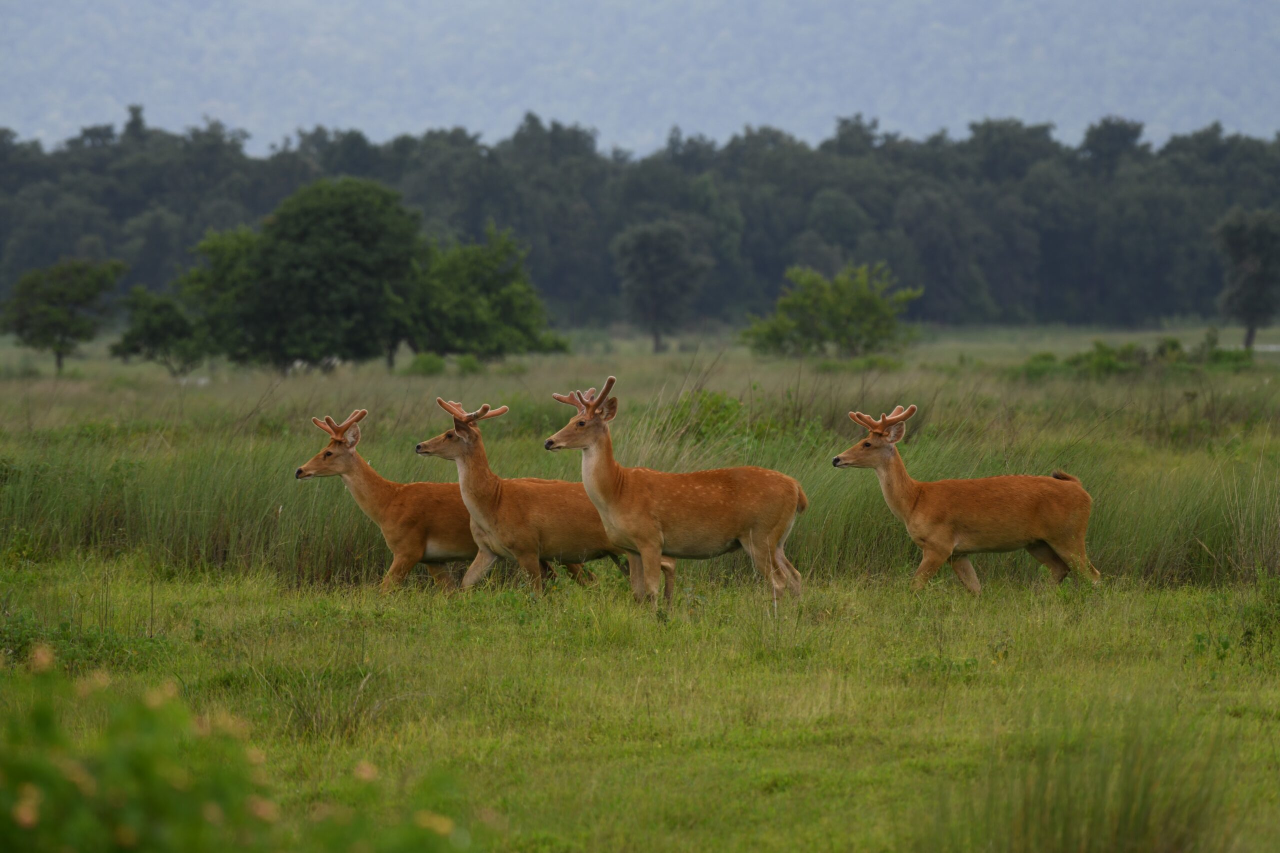 Hard ground swamp deer are growing and breeding well in their new habitat in Satpura Tiger Reserve.jpeg