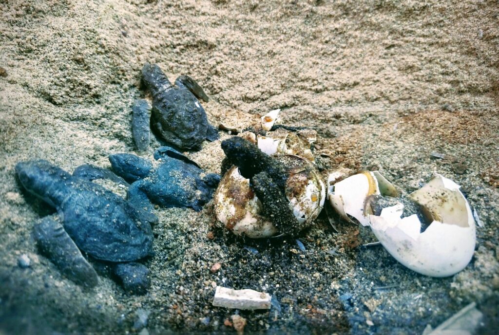 Image 3 Riddle of Ridleys scaled e1777265683766.jpg