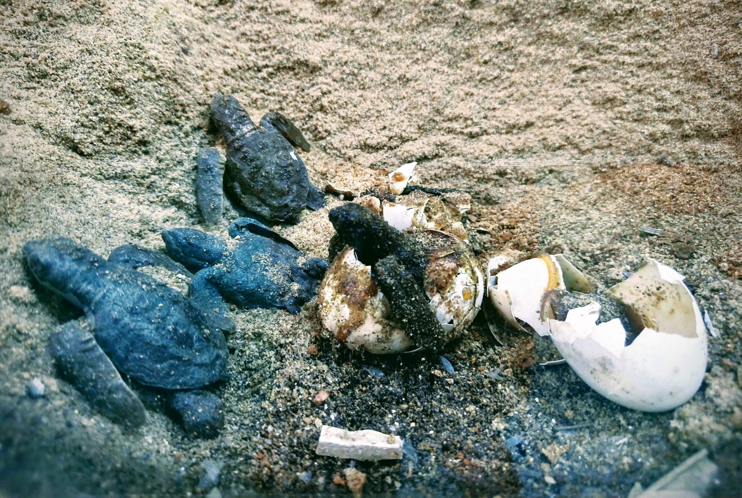 Image 3 Riddle of Ridleys scaled e1777265683766.jpg