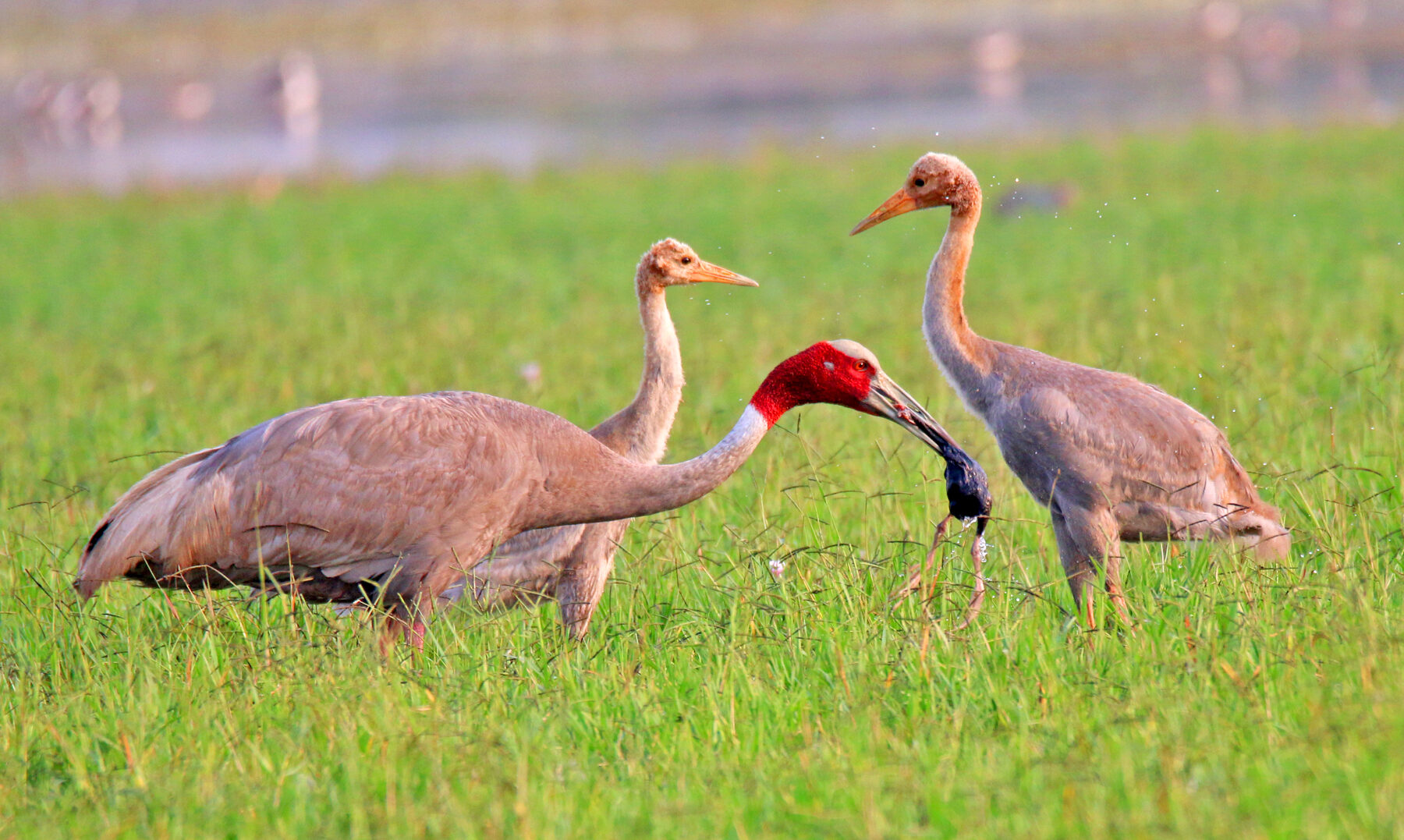 Image 5 Sarus cranes e1777004765814.jpg