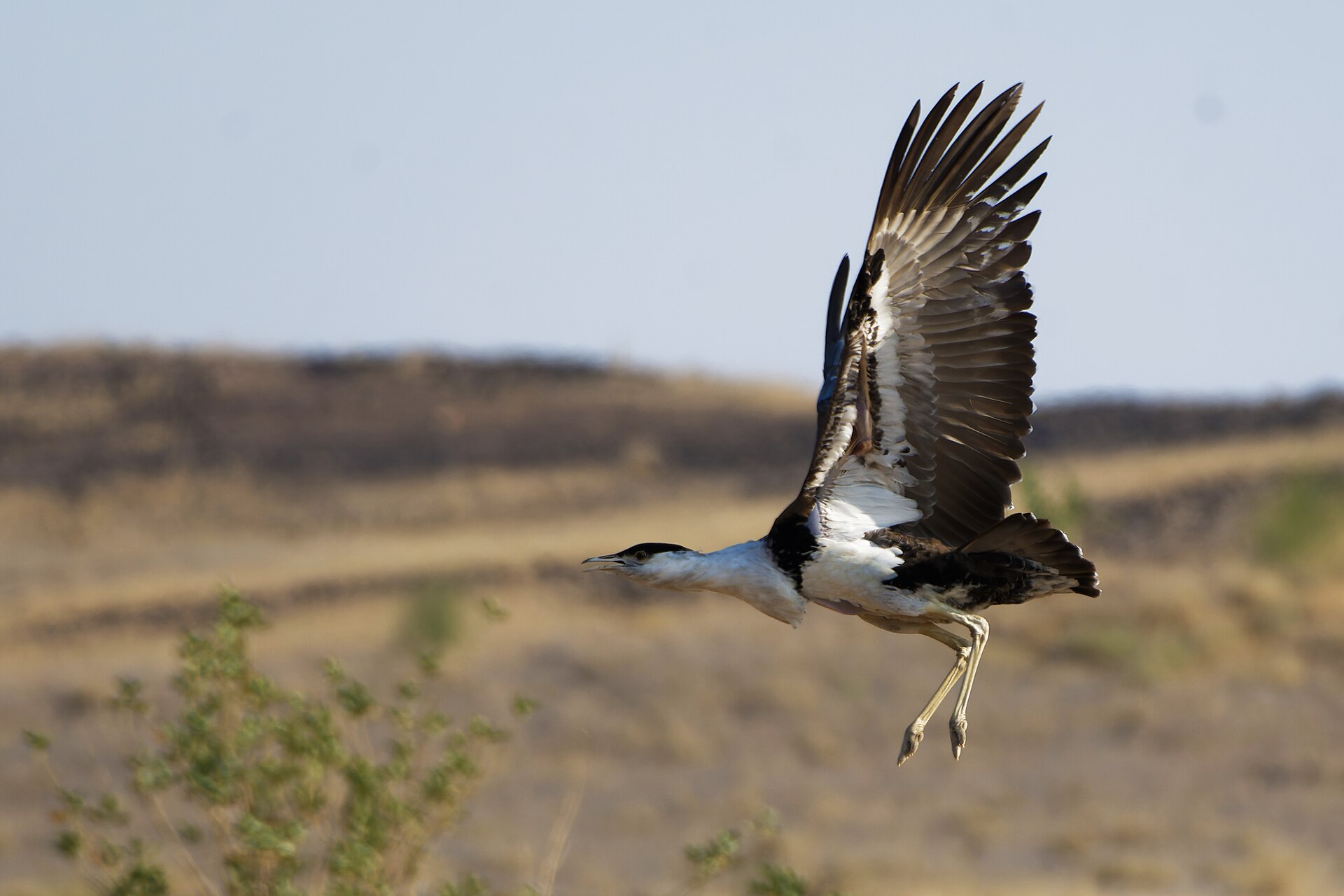 Witness the wild before it disappears Great Indian Bustard 04.jpg