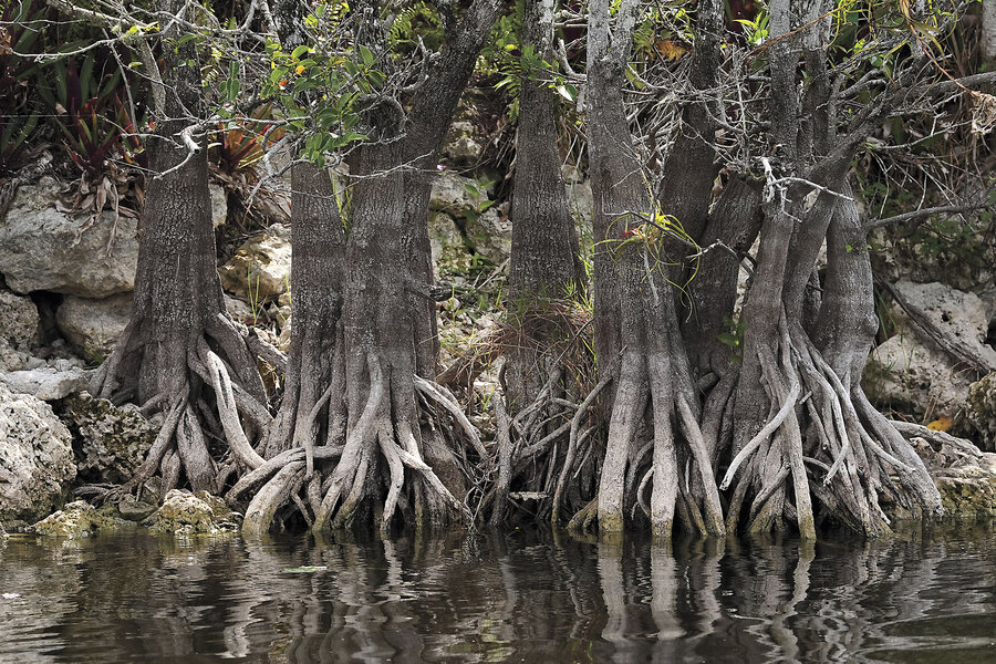 Wildfire season is already hot in Florida and US, putting focus on role of managed burns 1 ZNFIRE EVERGLADES.jpg