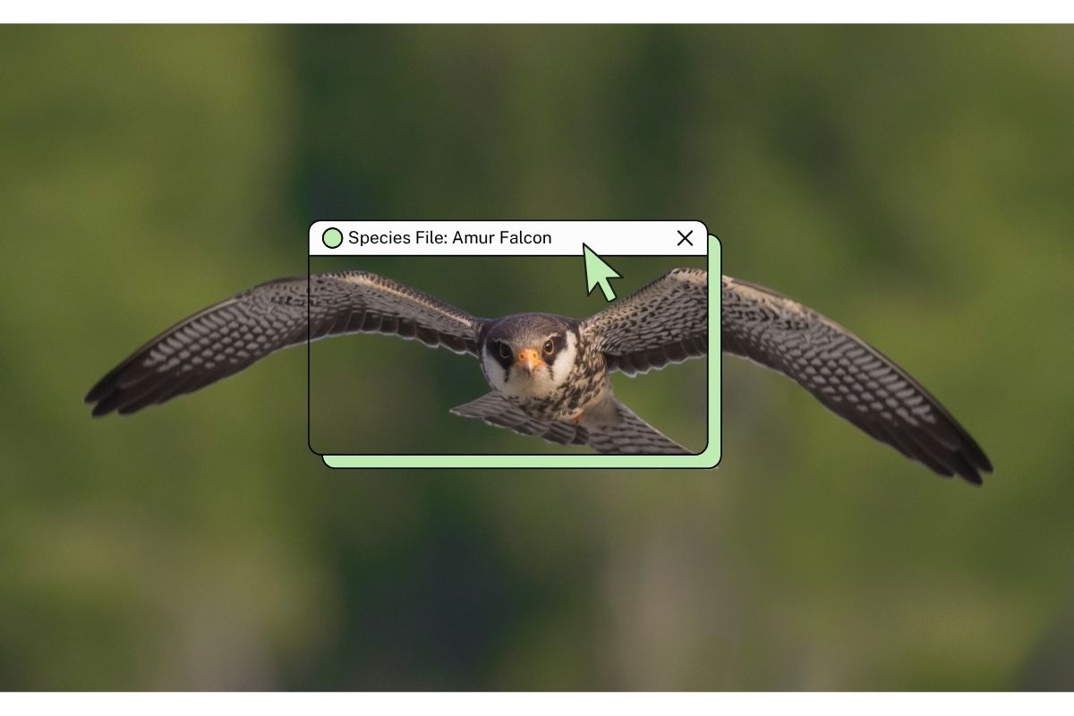 amur falcon.jpg