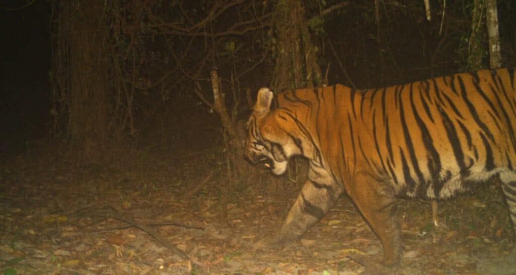 camera trap image of tiger e1775122576347.jpg