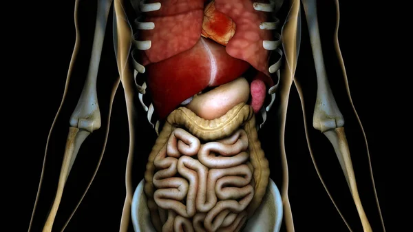 depositphotos 176257984 stock photo healthy internal organs in a.webp.webp