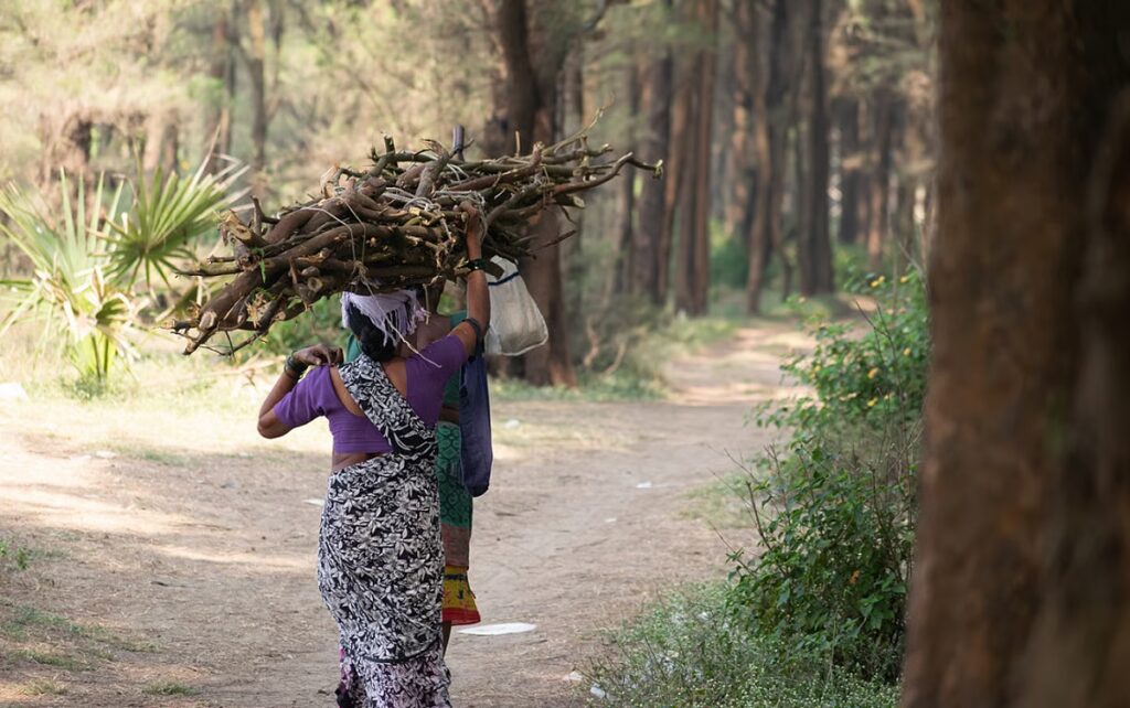 downtoearth2F2026 04 132F7krvukxe2FCollecting wood.jpg