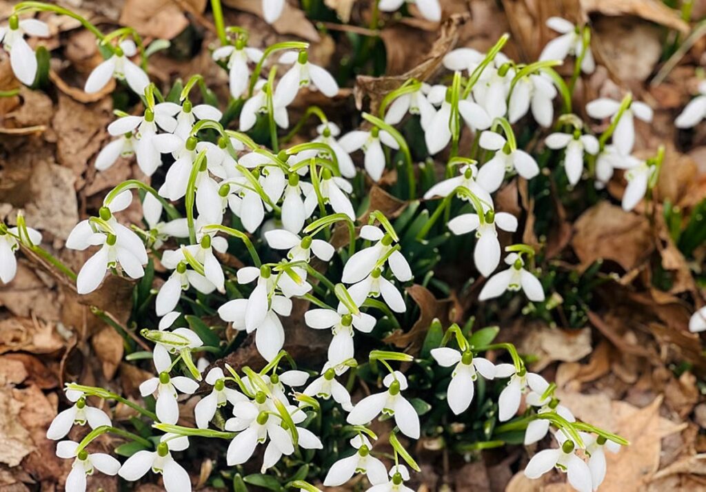 downtoearth2F2026 04 202Fwjeabirc2Fsnowdrop.jpeg