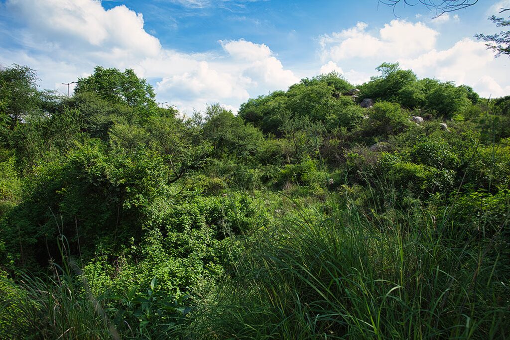 downtoearth2F2026 04 252Fxrej2mq12FJNU wildspace Aug 2010 4.jpeg