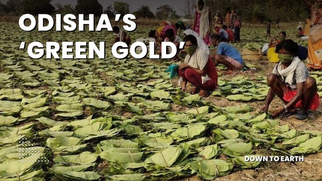 downtoearth2F2026 04 292Fwt84r0062FOdisha Green Gold.jpg