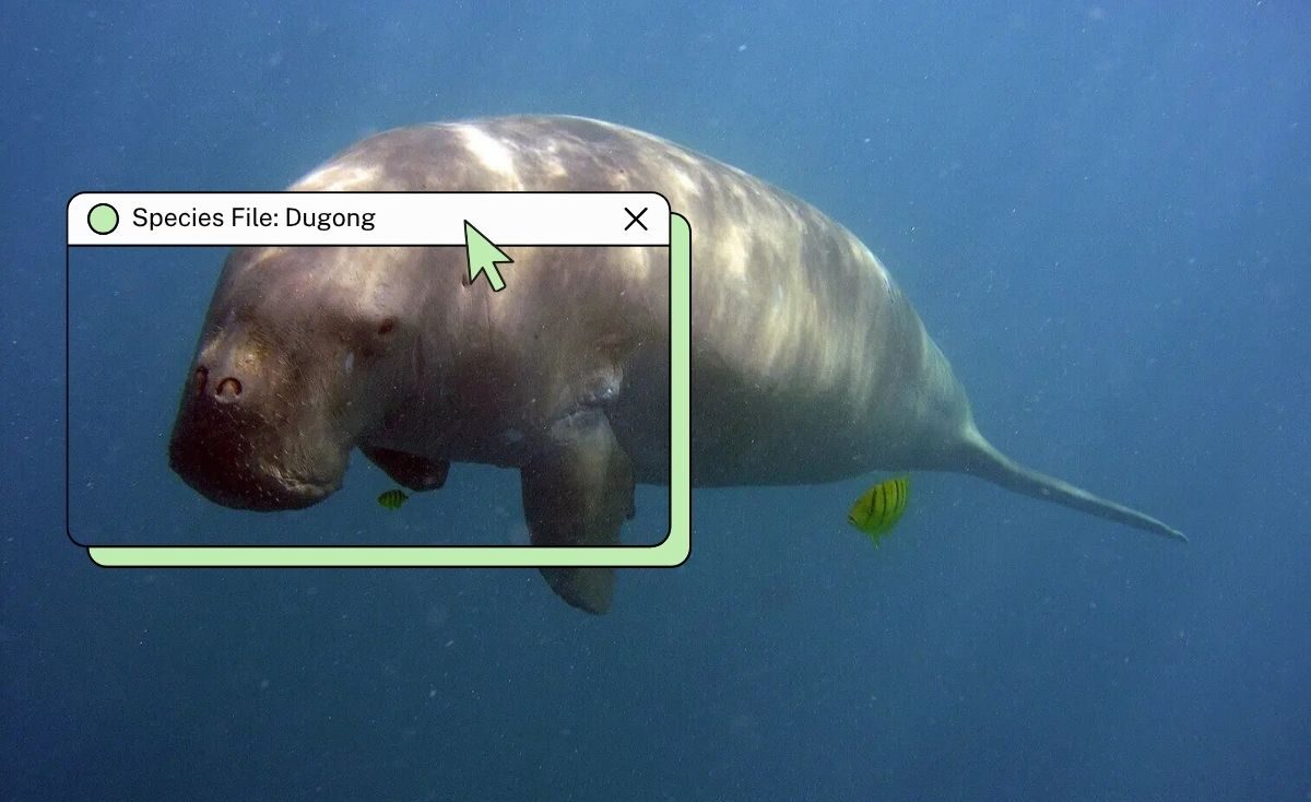 dugong e1775490080385.jpg