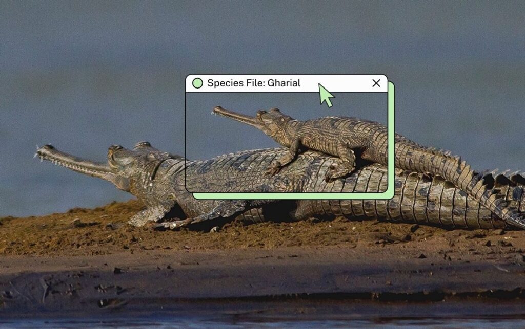gharial e1775019123394.jpg