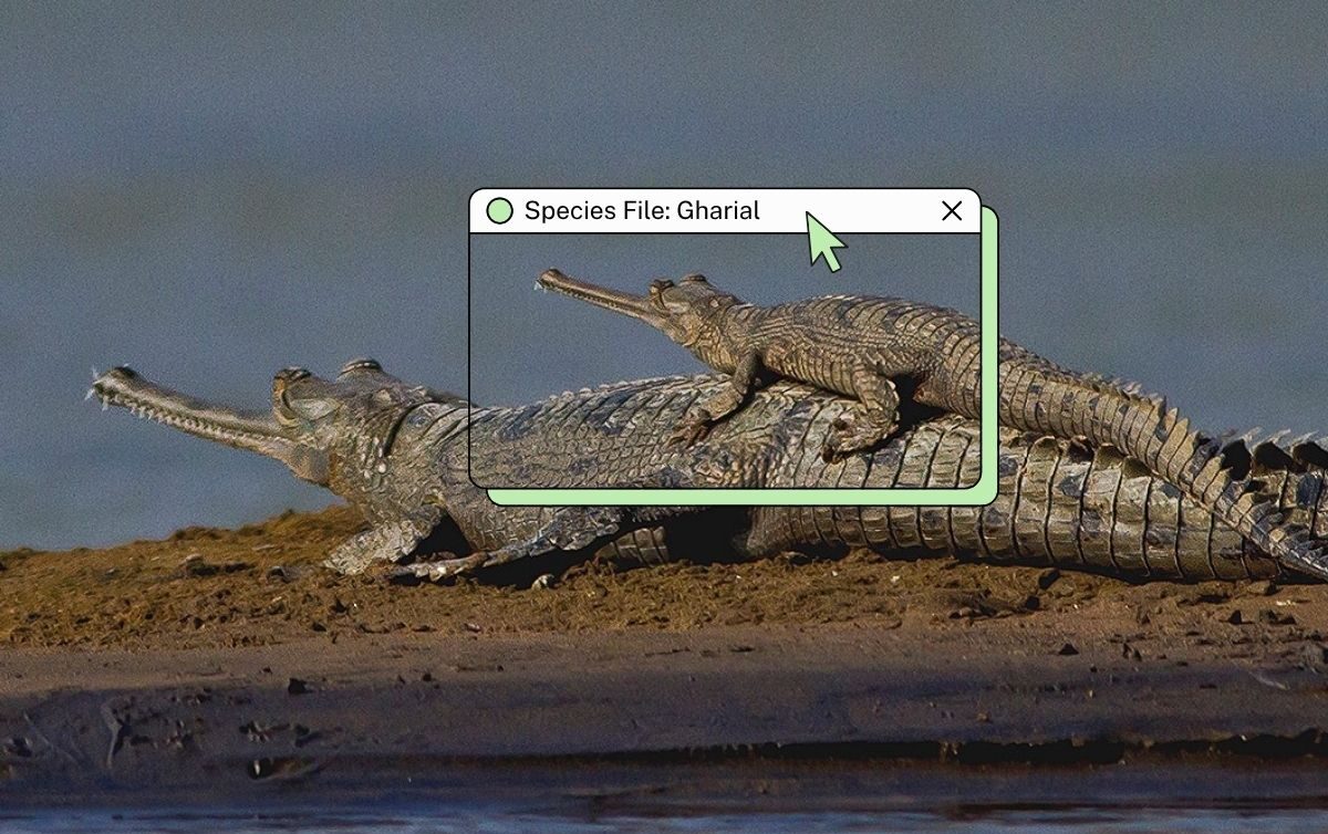 gharial e1775019123394.jpg