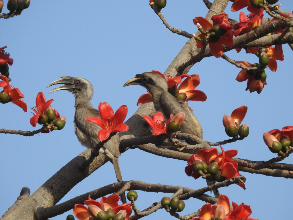hornbill pair flowers scaled.jpg