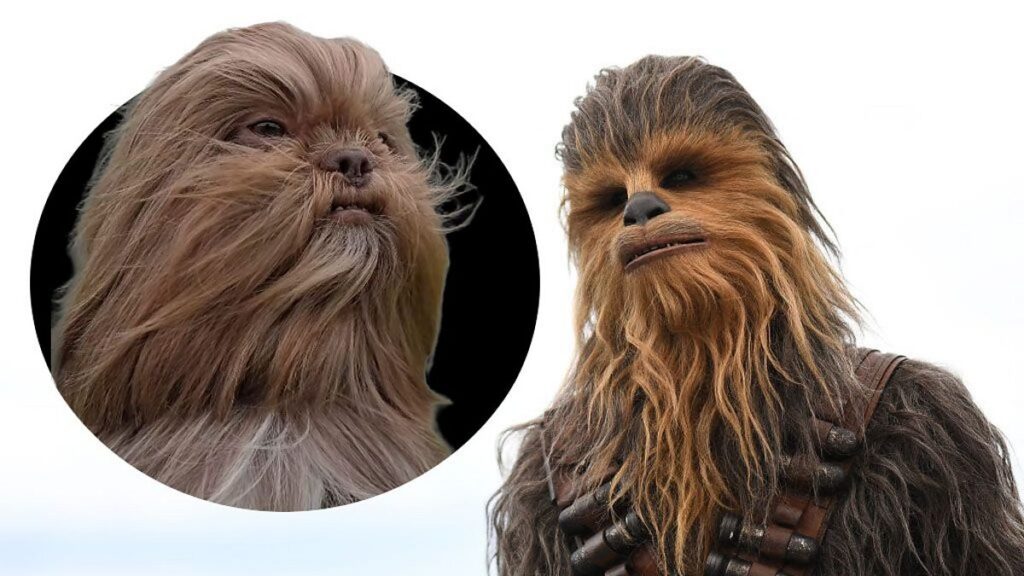 From Chewbacca the dog to Ed Sheeran the cat: Why pet lookalikes go viral 1 p0ncp0h9.jpg