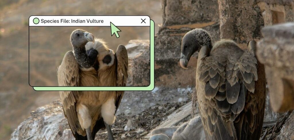 vulture e1776079213910.jpg