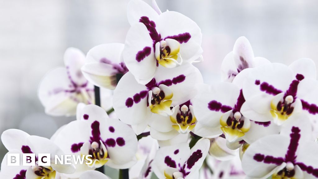 Inside the secretive and lucrative world of orchid breeding 1 047114b0 3fbb 11f1 b55d 0f258dce1735.jpg