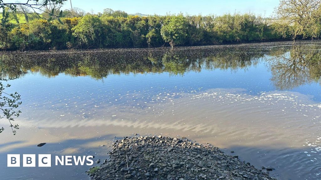 Fears for young fish after pollution incident 1 4346fc60 4946 11f1 861c 270dbba6d6ae.jpg