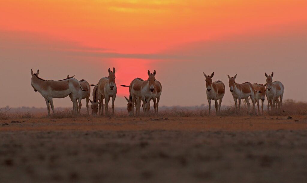 Asiatic Wild Ass at sunset scaled.jpg