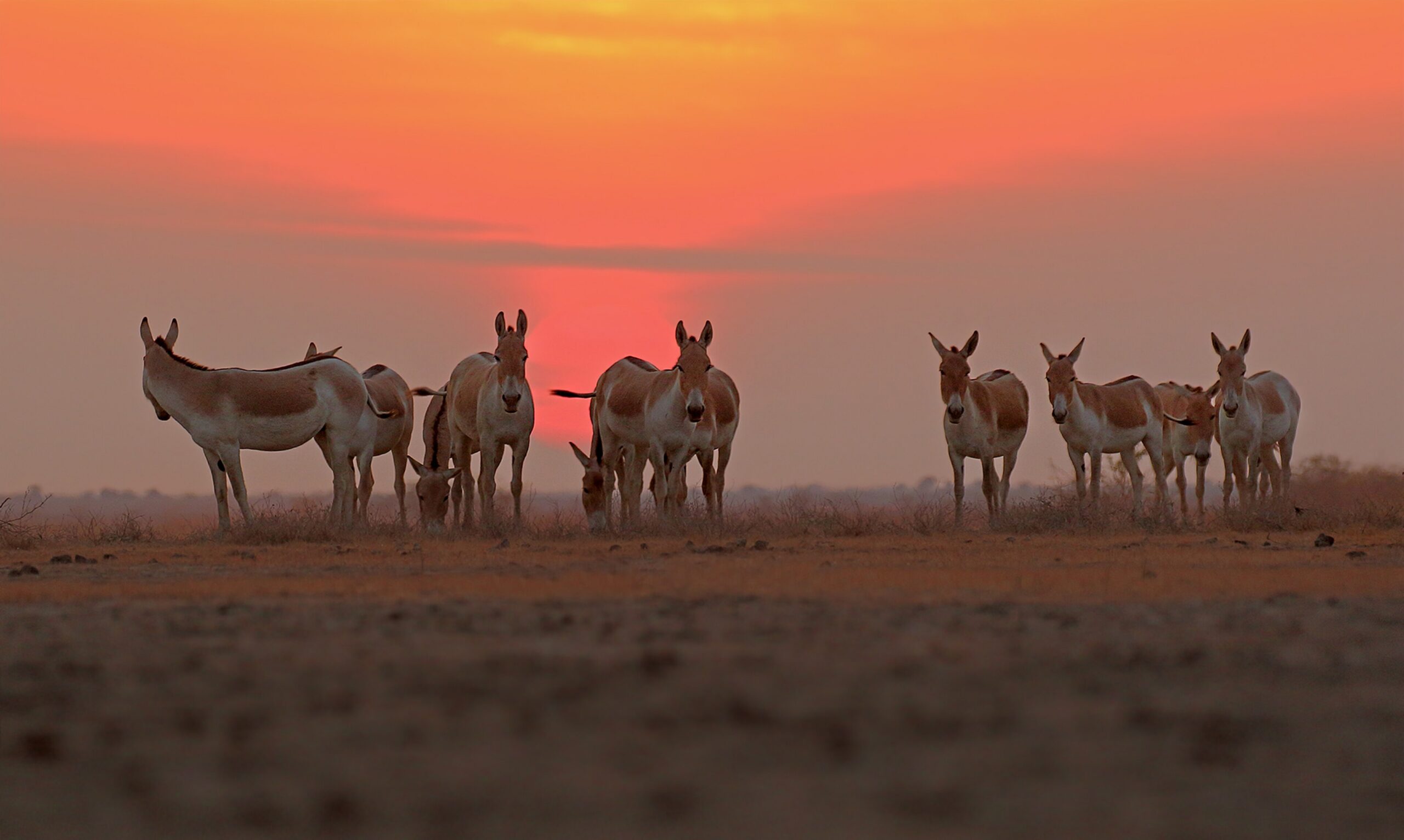 Asiatic Wild Ass at sunset scaled.jpg