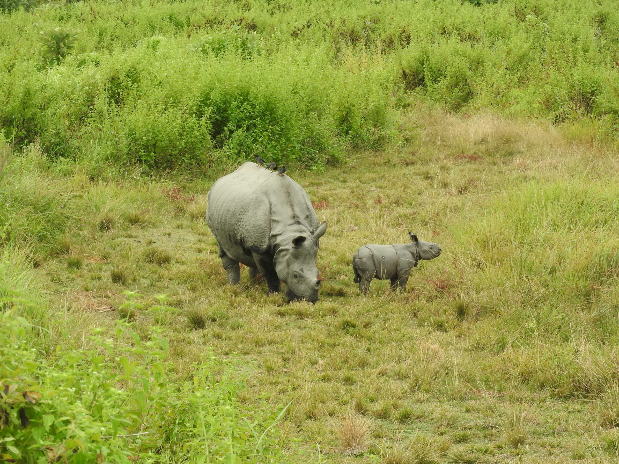 Between 2012 and 2021 researchers recorded 35 rhino births in Manas. Photo Credit Deba Kumar Dutta s.jpeg