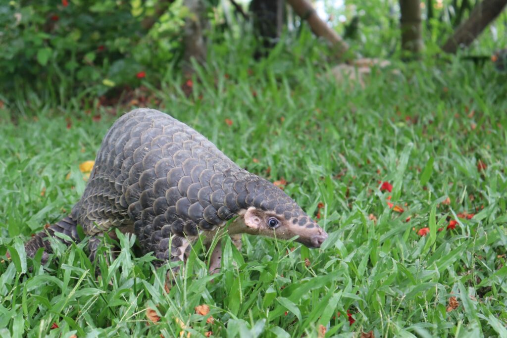 Chinese pangolin rescue and released by WTI in Arunachal Pradesh Panjit Basumatary IMG 8627 1 co.jpeg