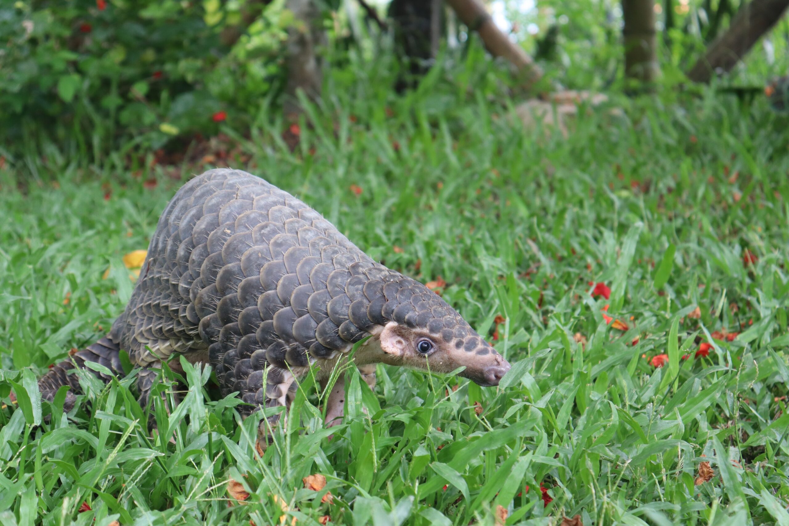 Chinese pangolin rescue and released by WTI in Arunachal Pradesh Panjit Basumatary IMG 8627 1 co.jpeg